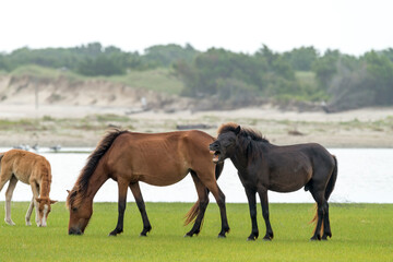 Wild horses in Rachel Carson Reserve, North Carolina