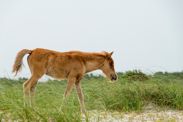Foal walking across the sand and grass in Rachel Carson Reserve, North Carolina