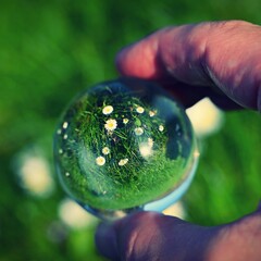 A hand with a glass ball and taking photos of the first spring flowers. Daisies - flowers. Concept...