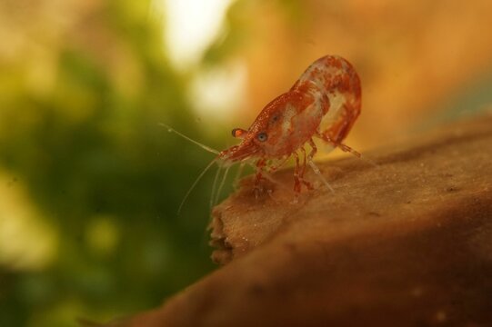 Close-up shot of a red Neocaridina davidi shrimp