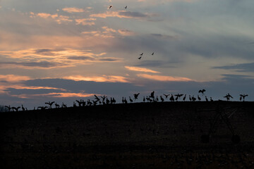 Silhouette of Sandhill cranes on a hill