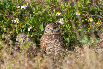 Pair of small burrowing owls on a wild field