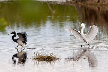 Snowy egret chasing a black egret bird on a lake