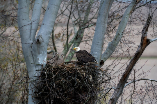 Bald eagle perched in its nest with eaglets