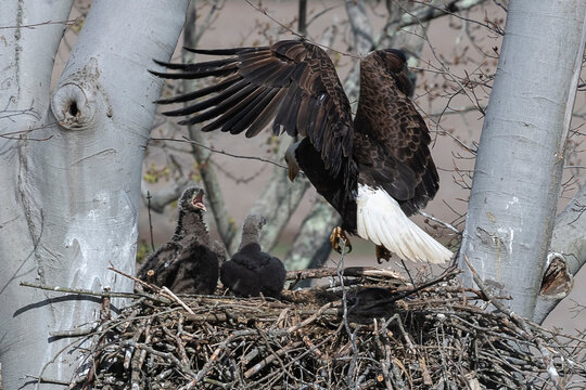 Bald eagle landing in its nest with eaglets in a tree