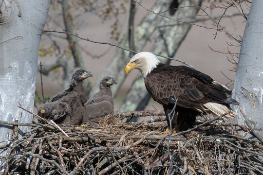 Bald eagle perched on a nest with its eaglets in a tree