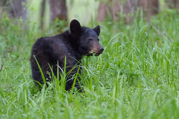 Black bear walking around a grassy green field