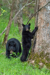 Vertical shot of black bear cubs playing and trying to climb a tree