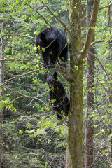 Vertical shot of black bears climbing a tree