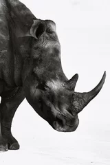 Poster white rhino on white background (South Africa) © Dana