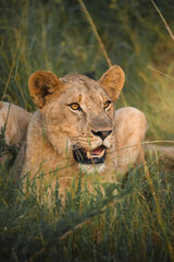 lion in the grass in South Africa while the sun gets up