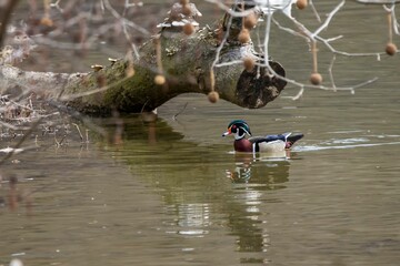 Wood duck swimming under log