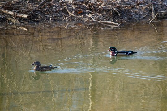 Wood ducks female and male swimming in a water