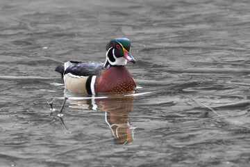 Male Wood duck (Aix sponsa) swimming in the calm waters of the lake during the daytime