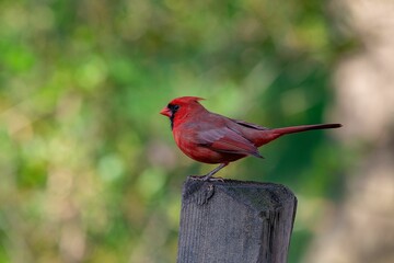 Beautiful male red cardinal (Cardinalidae) resting outdoors on the blurred background