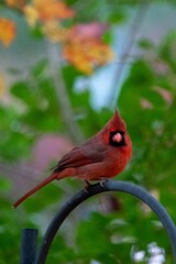 Vertical of a beautiful male red cardinal (Cardinalidae) resting outdoors on the blurred background