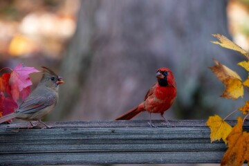 Beautiful male and a female cardinals (Cardinalidae) resting outdoors on the blurred background