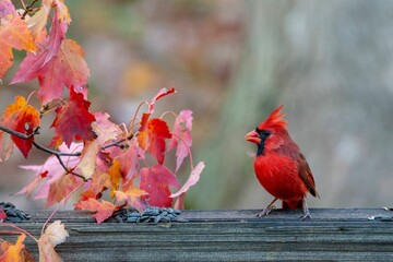 Beautiful male red cardinal (Cardinalidae) resting outdoors on the blurred background