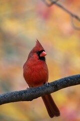 Vertical of a beautiful male red cardinal (Cardinalidae) resting outdoors on the blurred background