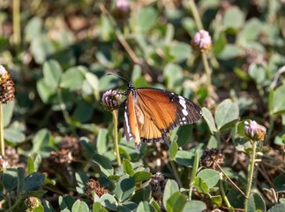 Orange and black butterfly on wild flowers