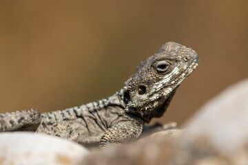 Closeup shot of a starred agama standing on a rock in the wild - obrazy, fototapety, plakaty
