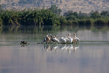 Scenic view of a flock of Great white pelicans standing on a  surface that's floating on the water