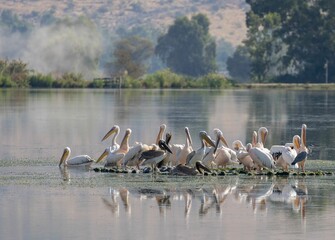 Scenic view of a flock of Great white pelicans standing on a  surface that's floating on the water - Powered by Adobe