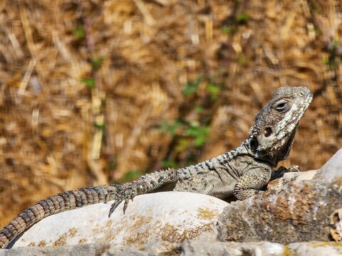 Scenic view of a starred agama standing on a rock in the wild