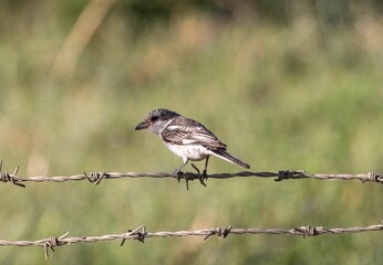 Closeup shot of a Masked shrike bird standing on a spiked fence