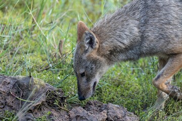 Closeup shot of a common jackal in the field - obrazy, fototapety, plakaty