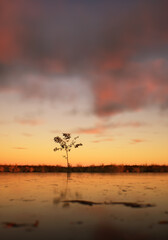 Solitary tree in field at lake under a sunset cloudy sky. - 783644813