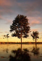 Three trees in field at lake under a sunset cloudy sky.