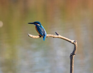 Closeup shot of a kingfisher bird perched on a tree branch on a blurred background