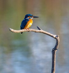 Closeup shot of a kingfisher bird perched on a tree branch on a blurred background