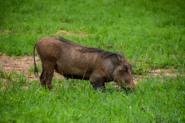 A warthog in a nature reserve in Zimbabwe