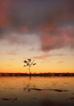 Solitary tree in field at lake under a sunset cloudy sky.