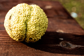 Close-up of a dye mulberry (Maclura pomifera) on a wooden table