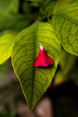 Vertical shot of a red flower petal on green leaves in a park