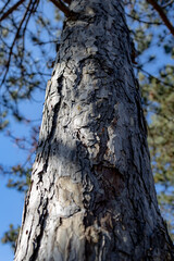Vertical low-angle shot of tree bark in a forest with a blue sky in the background