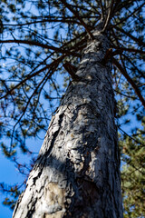 Vertical low-angle shot of tree bark in a forest with a blue sky in the background