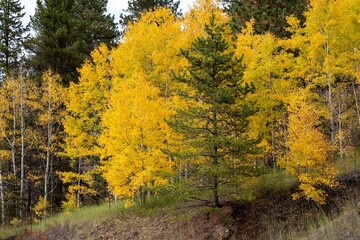 Beautiful view of autumn aspen trees in a forest during sunrise