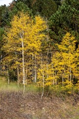 Vertical footage of yellow aspen trees in front of pine trees