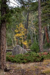Vertical shot of a yellow Aspen tree in the forest