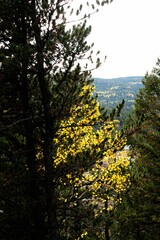 Vertical shot of a Yellow Aspen tree peeping through the pine tree