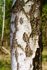 Close up of the bark of a birch tree in a temperate broadleaf and mixed forest