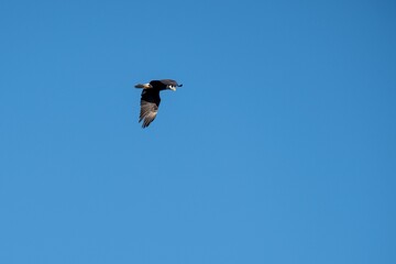 Low angle shot of an eagle flying against the blue sky in Cherry Creek, Colorado