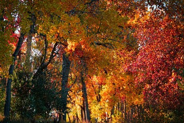 Scenic view of autumn trees in Cherry Creek, Colorado