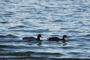 Close-up shot of two ducks swimming in a lake