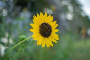 Closeup of a beautifully bloomed sunflower in a garden