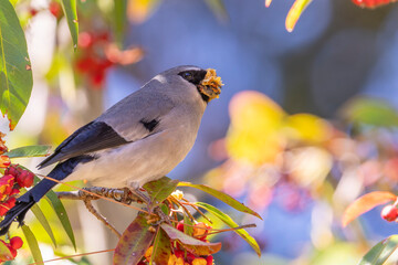 Taiwan bullfinch male, an endemic bird of Taiwan eating red fruits in the tree,in the mountains of...
